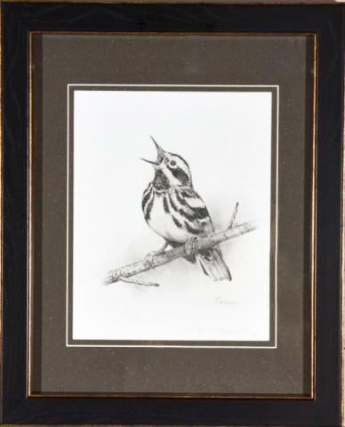 Black and White Warbler  Print by Albert Faggard