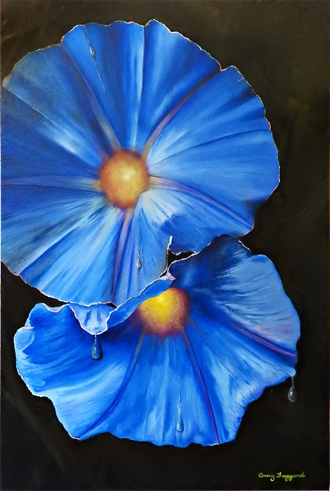 Morning Glory Day  Oil by Amy Faggard