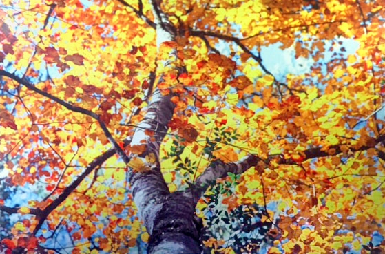 First Place - River Bottom Maple by Lisa Richardson, Metal Print, $175